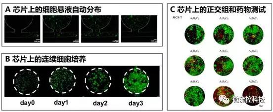 微流控芯片上的細胞懸液自動分布(A)，連續細胞培養后仿真腫瘤組織形成（B）以及基于組織陣列的抗腫瘤藥物正交組合測試（C）
