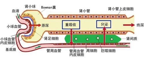 腎單位的生理結(jié)構(gòu)和血液凈化生理學(xué)的過(guò)程圖示