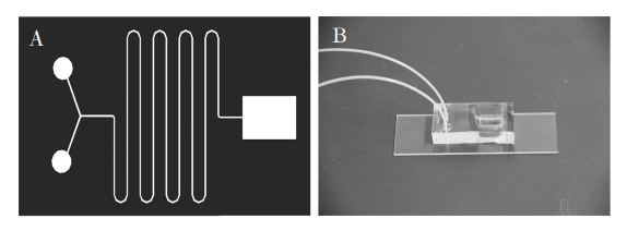 圖1(A)芯片結構示意圖;(B)制備的微流控芯片照片Fig．1(A)Diagramofchipstructure;(B)Photooffabricatedmicrofluidicchip的通道寬度相同。